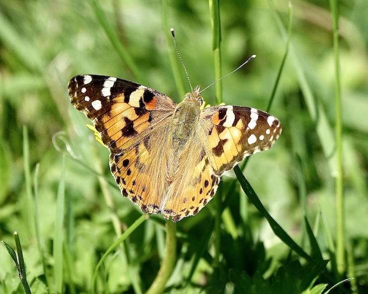 painted lady